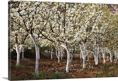 China, Yunnan, Luoping, Pear trees in blossom