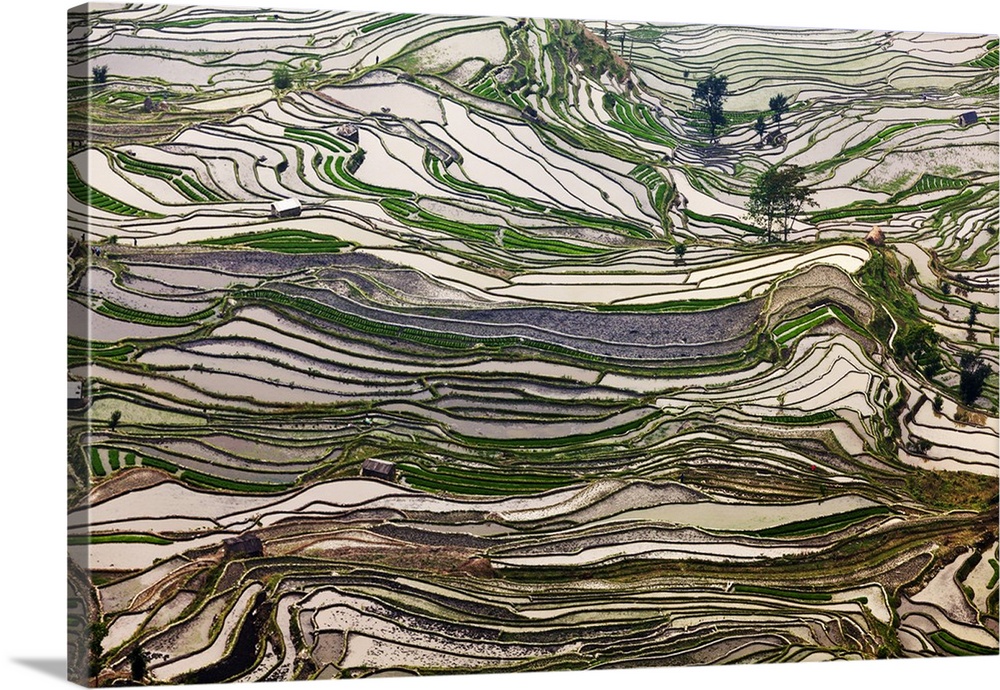 China, Yunnan, Yuanyang. Pattern of rice terraces at Tiger's Mouth, Laohuzi, Yuanyang.