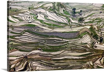China, Yunnan, Yuanyang, Pattern of rice terraces at Tiger's Mouth, Laohuzi, Yuanyang