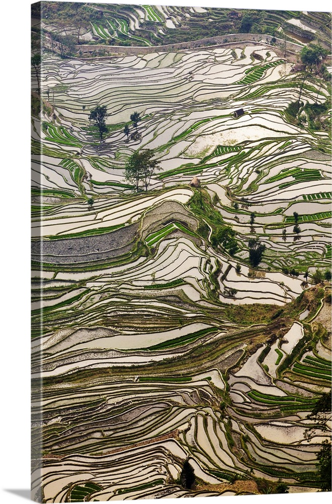 China, Yunnan, Yuanyang. Pattern of rice terraces at Tiger's Mouth, Laohuzi, Yuanyang.