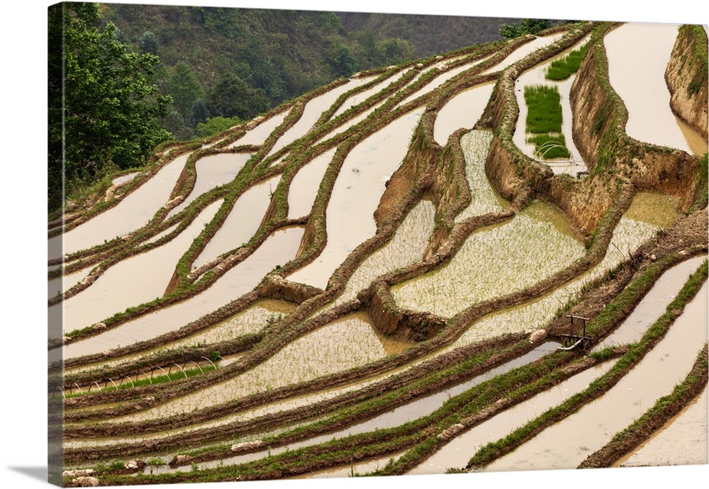 China, Yunnan, Yuanyang. Rice terracing in Yuanyang.