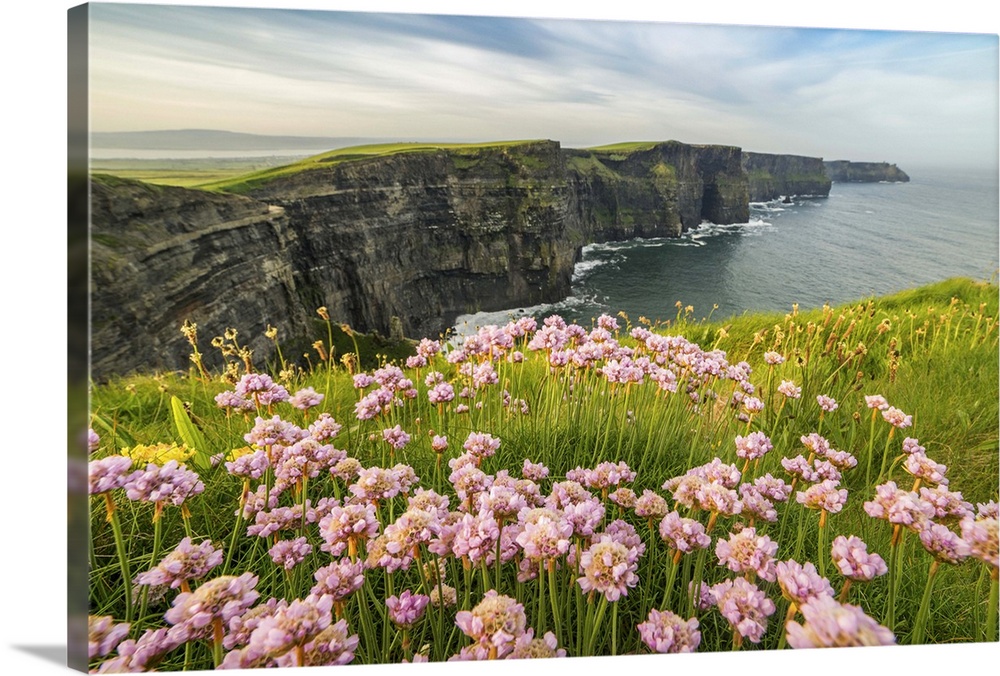 Cliffs of Moher with flowers on the foreground. Liscannor, Munster, County Clare, Ireland, Europe.
