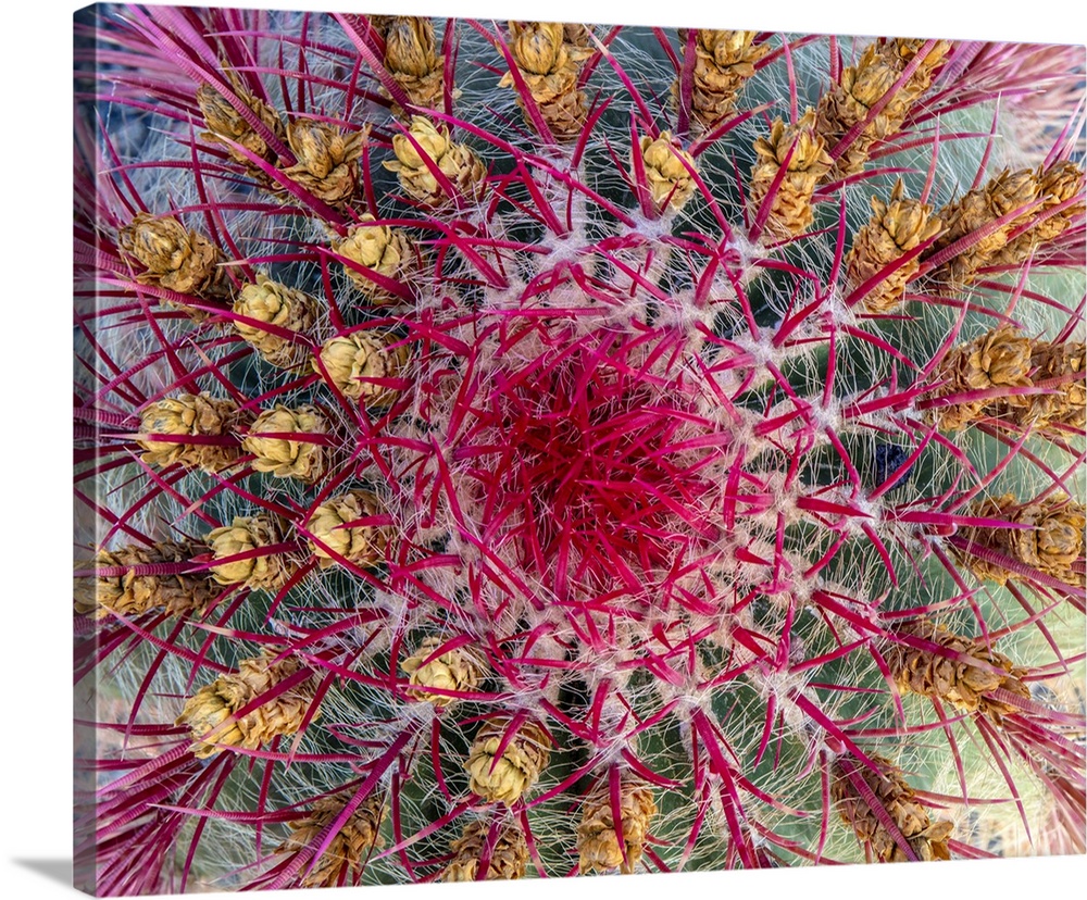 Close-Up Of A Cactus, Cactus Garden, Guatiza, Lanzarote, Canary Islands, Spain