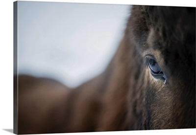 Close Up Of A Horse, Iceland