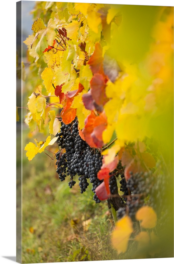 A suggestive autumnal close up of grapes, Bolzano province, South Tyrol, Trentino Alto Adige, Italy, Europe.