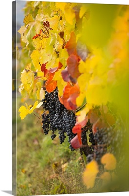 Close up of grapes, Trentino Alto Adige, Italy