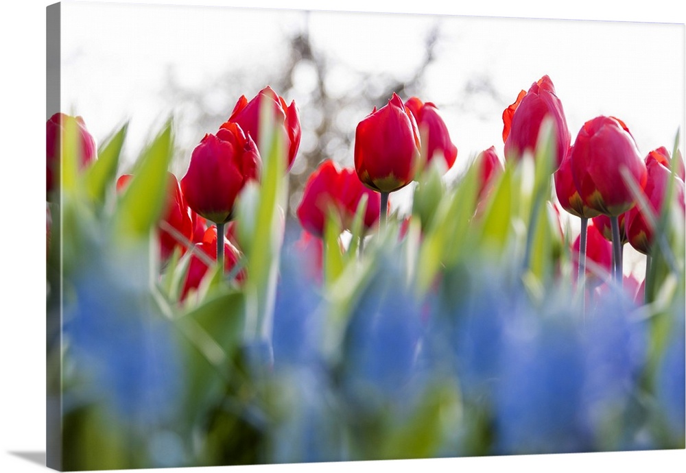 Close up of red tulips in bloom at the Keukenhof Botanical garden Lisse South Holland The Netherlands Europe