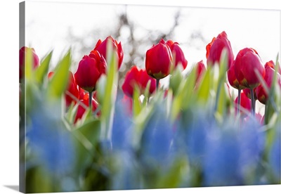 Close up of red tulips in bloom at the Keukenhof Botanical garden