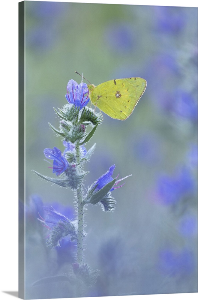 Clouded Yellow (Colias croceus) roosting upon Viper's Bugloss (Echium vulgare), Rhodope Mountains, Bulgaria