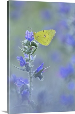 Clouded Yellow Roosting Upon Viper's Bugloss, Rhodope Mountains, Bulgaria