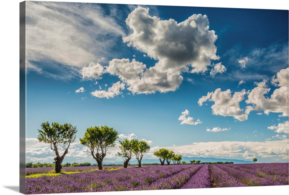 Cloudscape Over Lavender Field, Provence, France