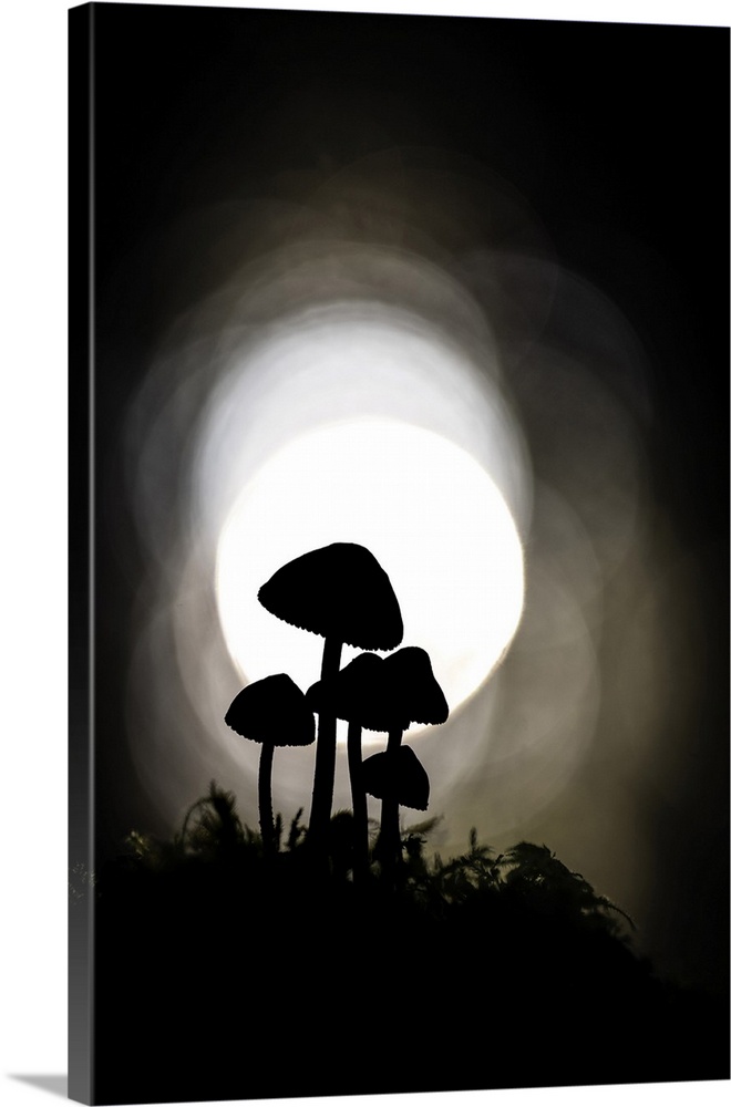 Clustered Bonnet (Mycena inclinata) in ancient broadleaved beech woodland, New Forest National Park, Hampshire, England, U...