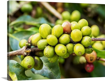 Coffea Cherries At Coffee Plantation, Blue Mountains, Saint Andrew Parish, Jamaica
