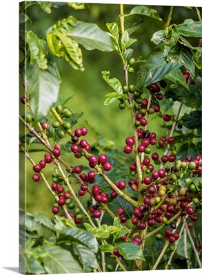 Coffea Cherries At Coffee Plantation, Blue Mountains, Saint Thomas Parish, Jamaica