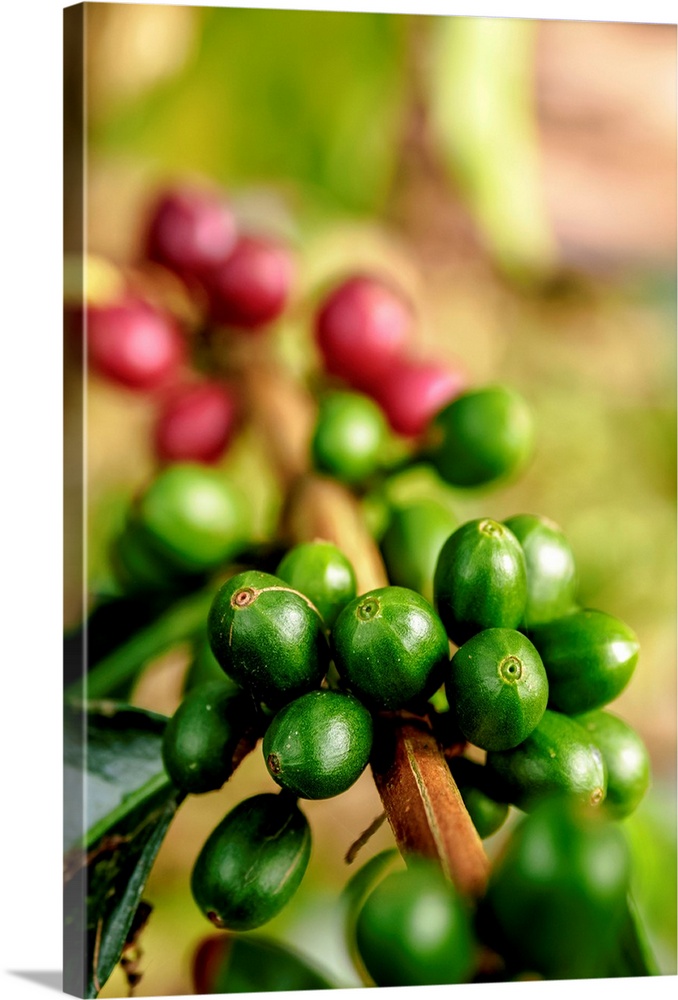 Coffee cherries, coffee triangle, salento, quindio department, colombia.