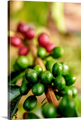 Coffea Cherries, Coffee Triangle, Salento, Quindio Department, Colombia