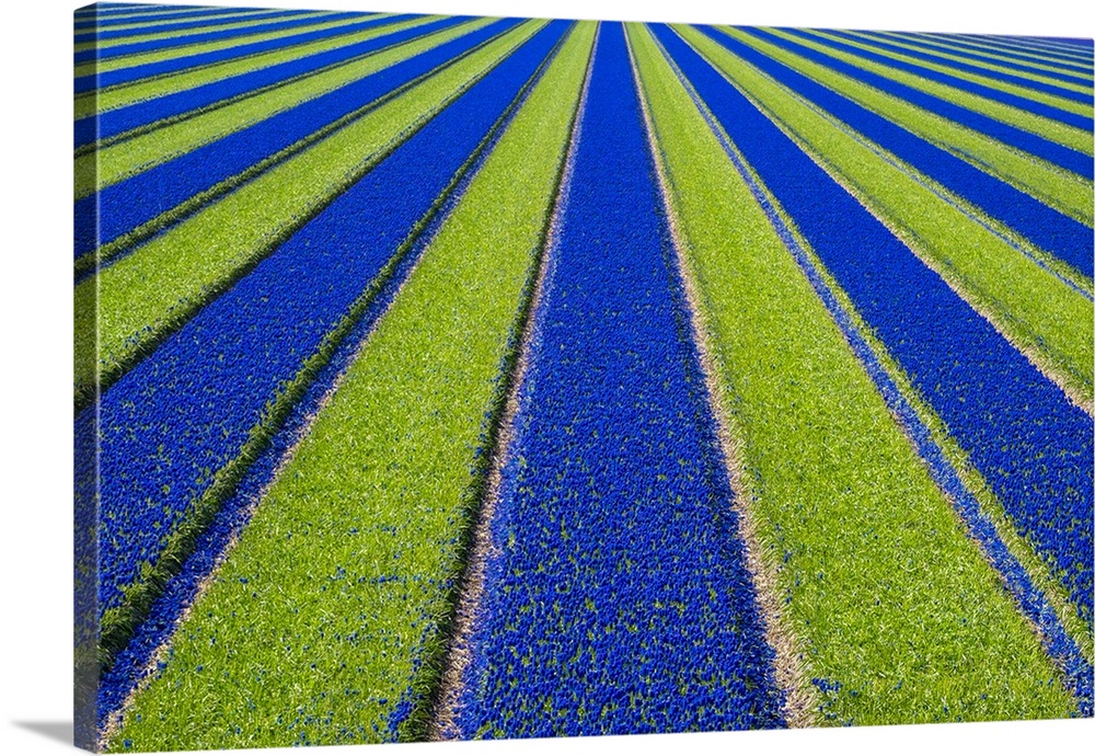Netherlands, North Holland, Julianadorp. Colorful blue Grape hyacinth (Muscari) flowers in a bulb field in spring.