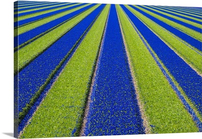 Colorful blue Grape hyacinth flowers in a bulb field in spring, Netherlands