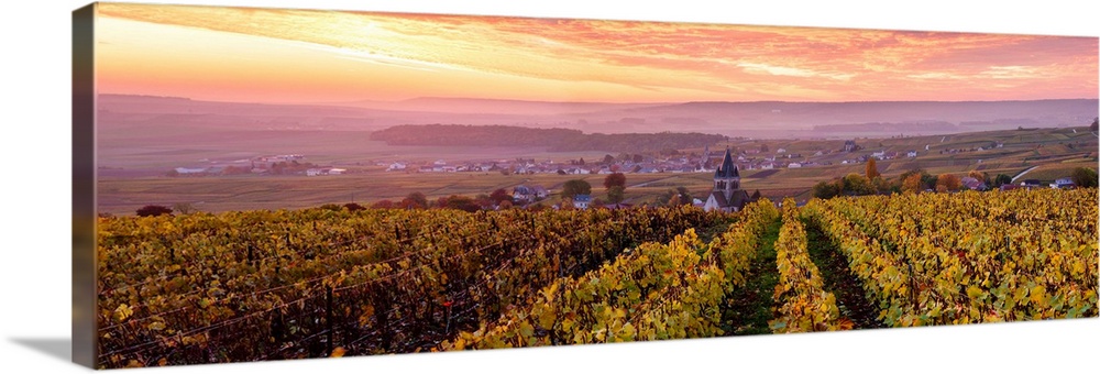 Colorful sunrise over the vineyards of Ville Dommange, Champagne Ardenne, France.