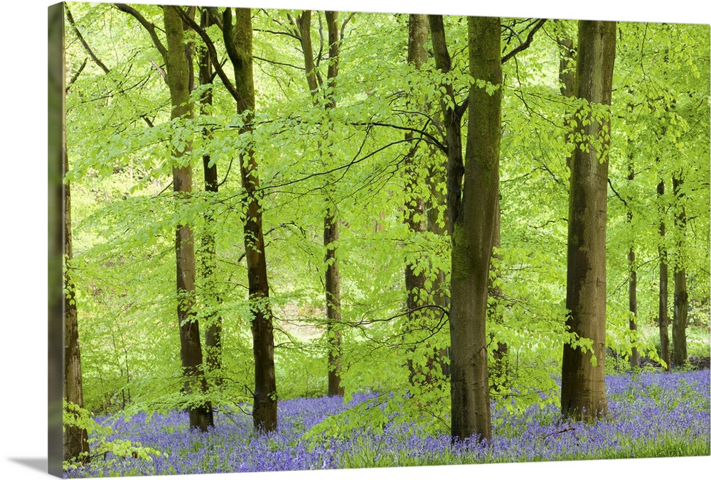 Common Bluebells (Hyacinthoides non-scripta) flowering in a beech wood, West Woods, Lockeridge, Wiltshire, England. Spring