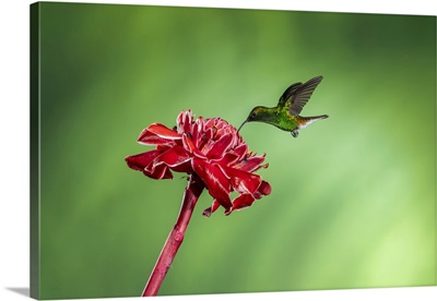 Coppery-Headed Emerald, Alajuela, Costa Rica