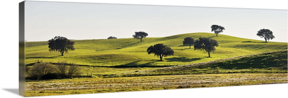 Cork trees in the vast plains of Alentejo. Portugal