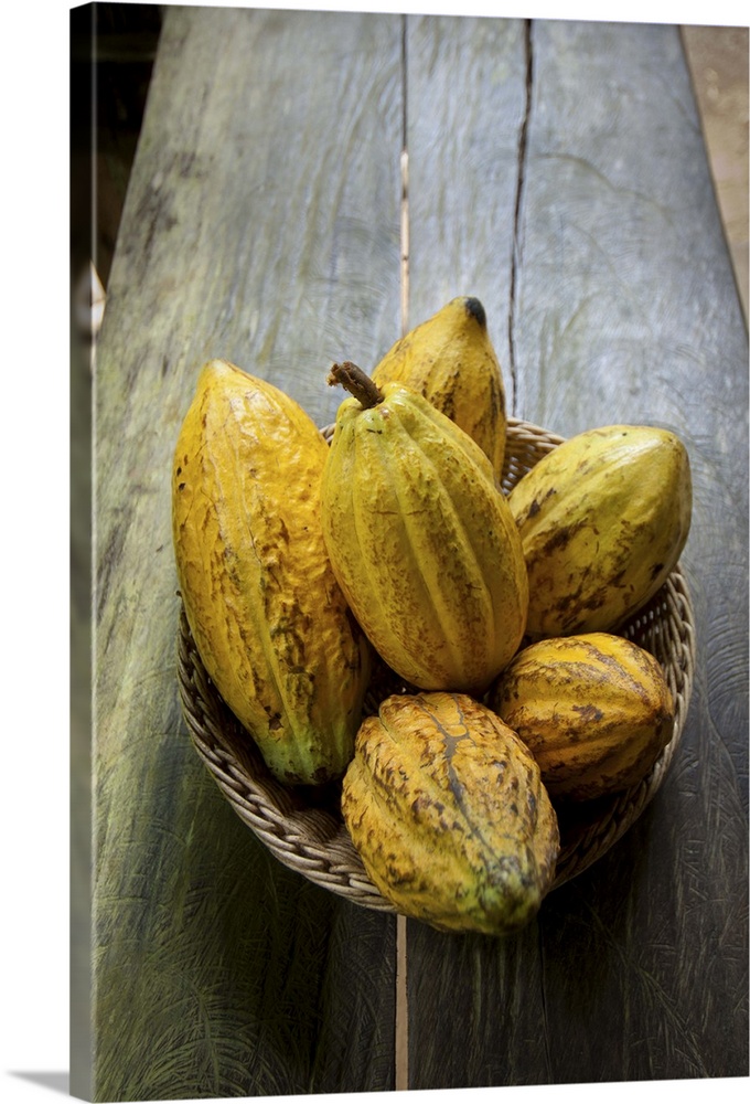 Costa Rica, La Virgen de Sarapiqui, Picked Cocoa Pods Used For Demonstration On How To Make Chocolate, Tirimbina Biologica...