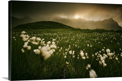Cotton Flower Fields At Sunset In The Appennines, Tuscany, Italy