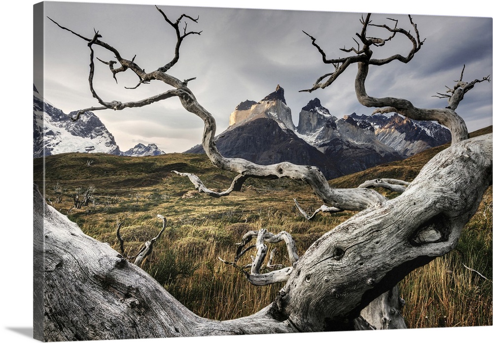 Cuernos del Paine framed by a dead tree in the Torres del Paine National Park, Patagonia, Chile