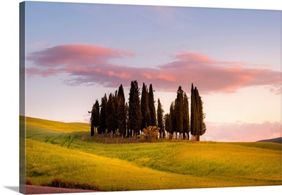 Cypresses At Sunset In Orcia Valley. Siena District, Tuscany, Italy.