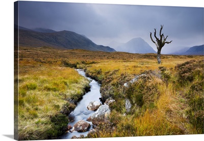Dead Tree And Stream On Moorland Wilderness Of Rannoch Moor, Highlands, Scotland