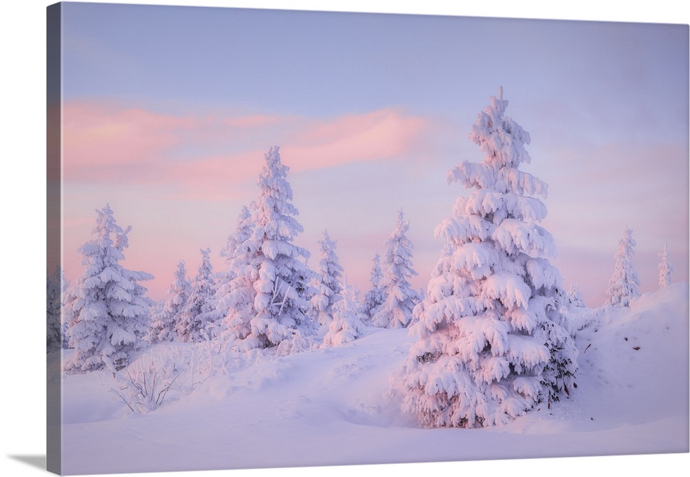 Deep snow-covered spruces in winter landscape at Fichtelberg at sunset, near Oberwiesenthal, Ore Mountains, Erzgebirge, Sa...
