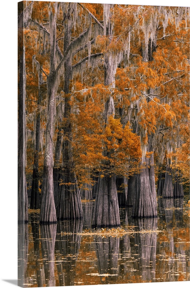 USA, Deep South, Louisiana, St. Martin Parish, Lake Martin, Cypress tree in autumn