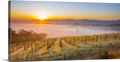 Denbies Wine Estate (Largest vineyard in England), Dorking, Surrey, England