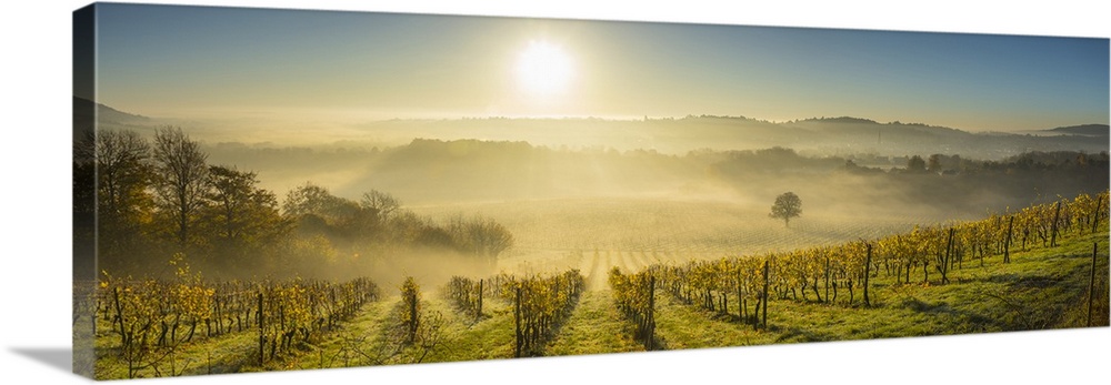 Denbies Wine Estate (Largest vineyard in England), North Downs Way, Dorking, Surrey, England