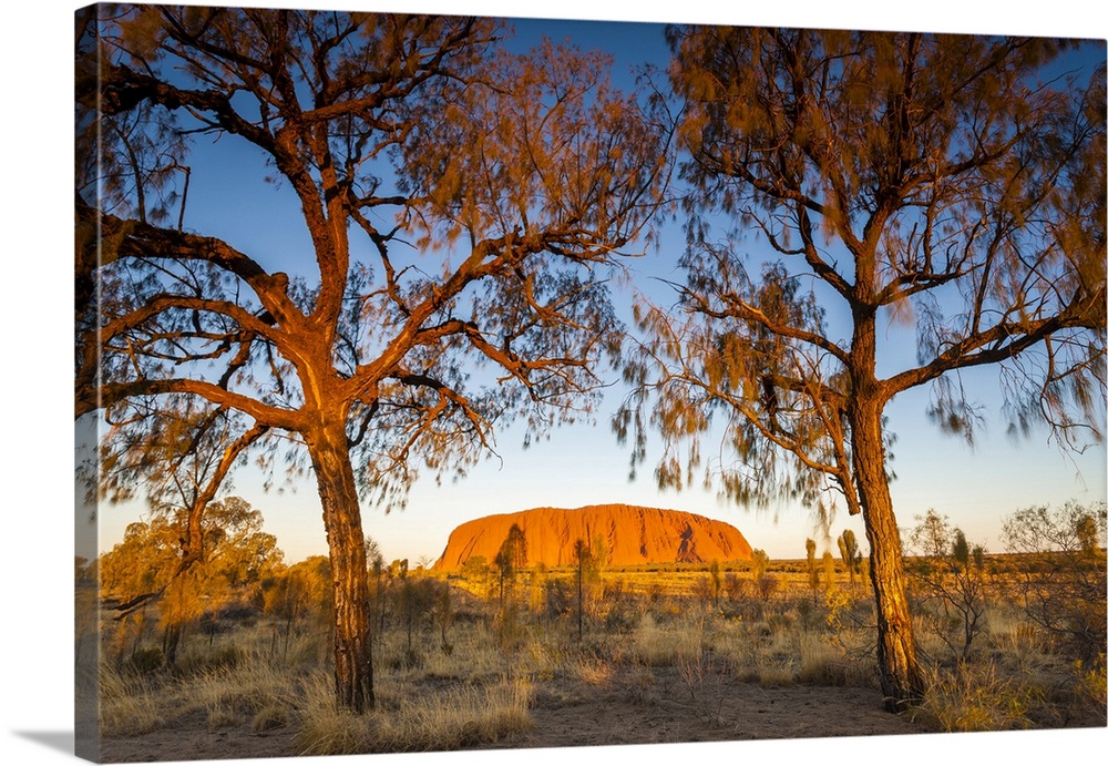Desert Oak frame the rock at Uluru. Uluru-Kata Tjuta National Park, Central Australia, Northern Territory, Australia