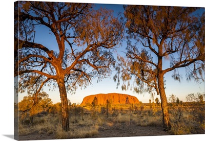 Desert Oak Frame The Rock At Uluru, Uluru-Kata Tjuta National Park, Australia