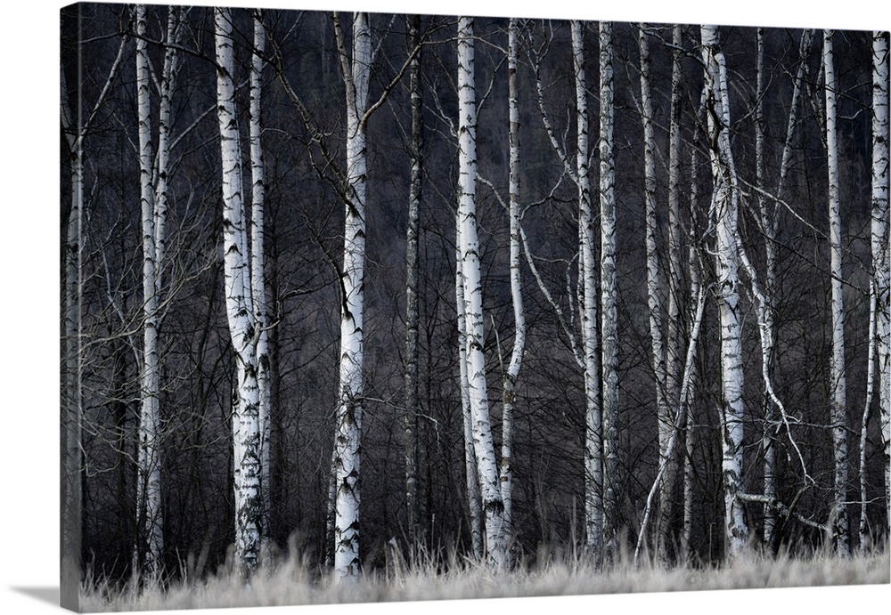 Detail shot of birch trees in forest, Vysoka Lipa, Jetrichovice, Okres Decin, Ustecky kraj Province, Bohemian Switzerland ...