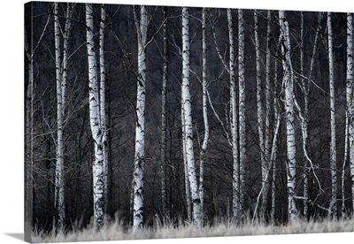Detail Shot Of Birch Trees In Forest, Bohemian Switzerland National Park, Czech Republic