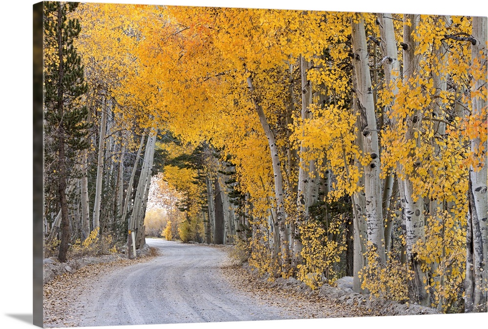 Dirt road winding through a tree tunnel, Bishop, California, USA. Autumn (October)