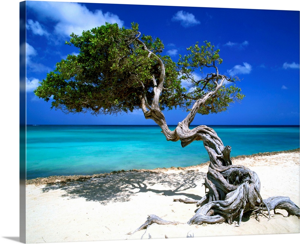 Divi Divi Tree, Aruba, Lesser Antilles, Caribbean