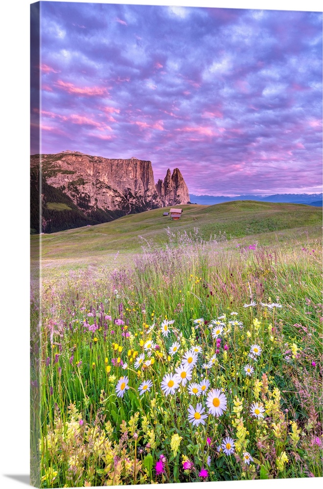 Alpe di Siusi/Seiser Alm, Dolomites, South Tyrol, Italy. Dusk over the Alpe di Siusi with the peaks of Sciliar.