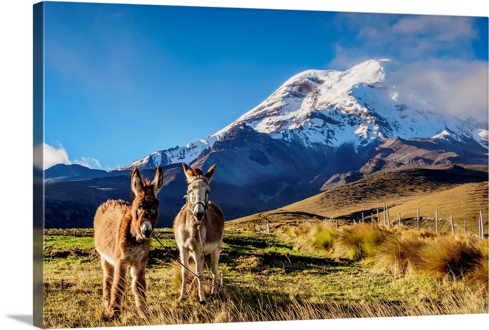 Donkeys and Chimborazo Volcano, Chimborazo Province, Ecuador.
