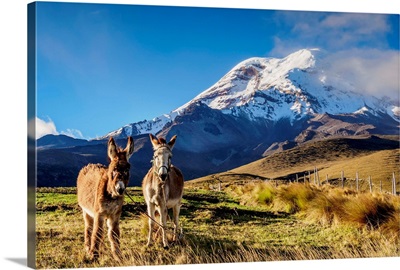 Donkeys And Chimborazo Volcano, Chimborazo Province, Ecuador