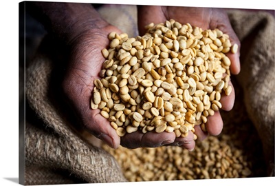 Dried Coffee Beans, Marley Coffee plantation, Blue Mountains, Jamaica, Caribbean