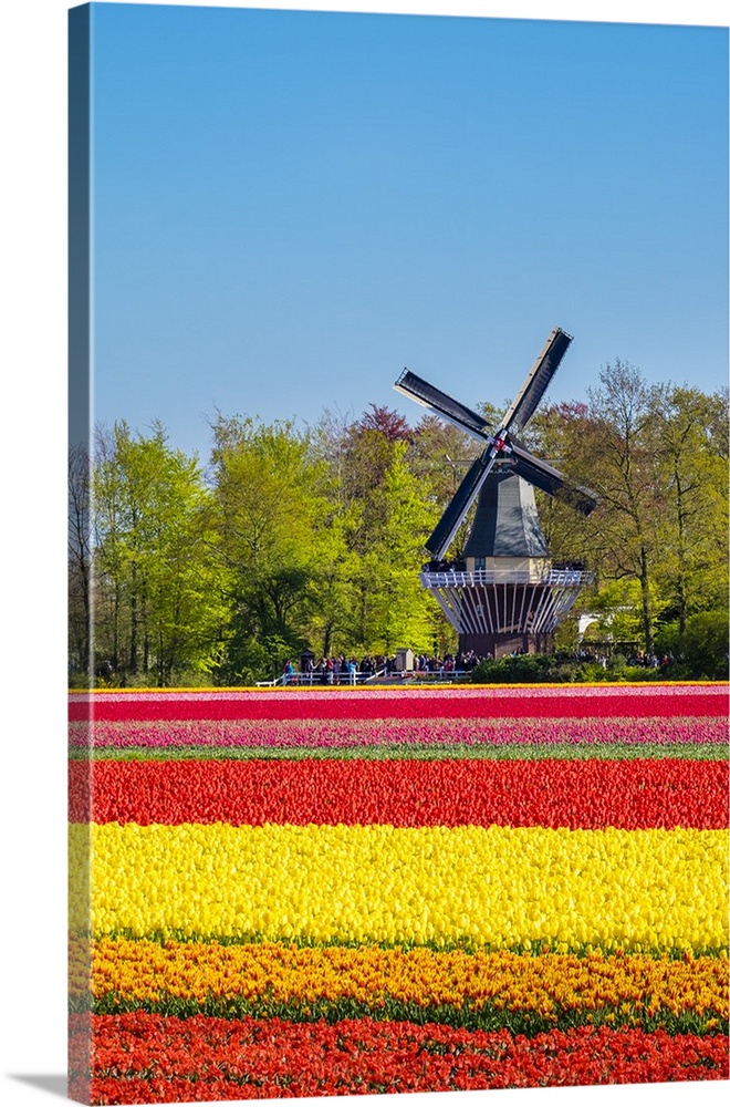 Netherlands, South Holland, Lisse. Dutch tulips flowers in a field in front of the Keukenhof windmill in early spring.