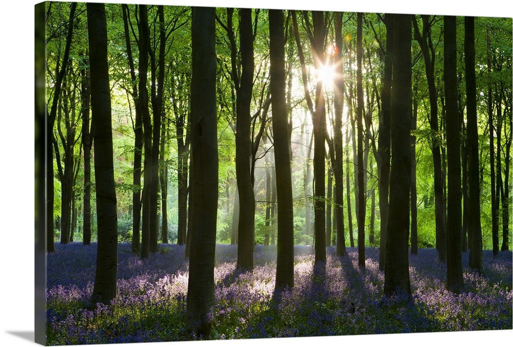Early morning sunlight in West Woods bluebell woodland, Wiltshire