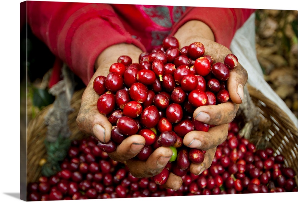 El Salvador, Coffee Pickers, Hands Full Of Coffee Cherries, Coffee Farm, Slopes Of The Santa Volcano, Finca Malacara, High...