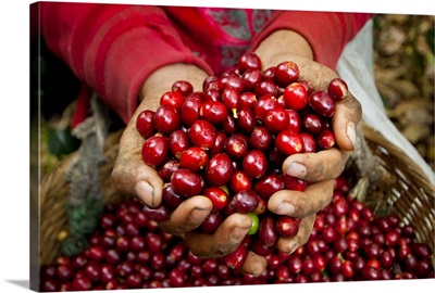 El Salvador, Coffee Pickers, Hands Full Of Coffee Cherries
