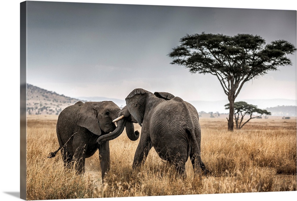 Elephant bulls fighting in the Serengeti National Park, Tanzania, Africa